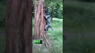 Determined dawg Xl Bully up a tree