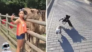 20 Самых Смешных Битв Животных, Снятых На Камеру
