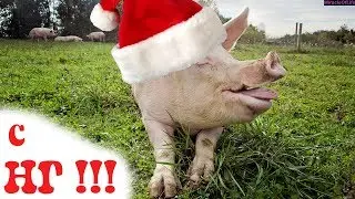 ЗВУК СВИНЬИ ! 30 минут улетного веселья! С НОВЫМ 2019 ГОДОМ! ХРЮ-ХРЮ!