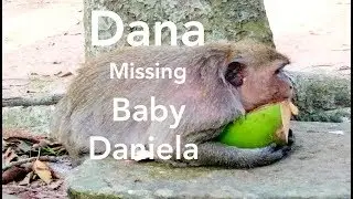 Pitiful Poor Mom, Dana Missing You My Baby Daniela, Monkey Dana Sadness Miss Baby, Dana Hungry