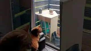 frenemies