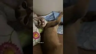 СКЕТЧ ТИКТОК / TIKTOK || NIKOL KOULEN