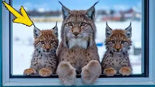 A frozen lynx with two cubs begs to let them into the house. The man is in shock when this happens!