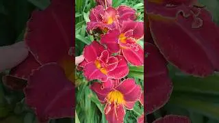 лилейник PRECIOUS STONES "Драгоценные камни" #shortvideo #сад #цветы #дача #flowers #garden #июнь