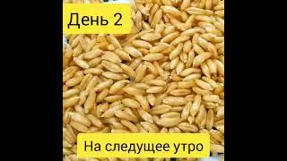 КАК ПРОРАЩИВАТЬ СЕМЕНА