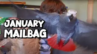 January Mailbag with Apollo
