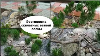 Формировка скелетных ветвей горной сосны.