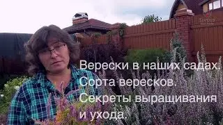 Верески в наших садах. Сорта вересков. Секреты выращивания и ухода.