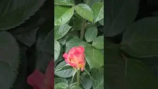 Roses shaded with a tinge of yellow on Orangish Red...