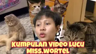 HOBI DARI DULU BERANTEM AMA MAJIKANN!!!! 😻😿😾