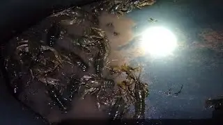Как поймать рака ночью на фонарик.Все руки из кусали...