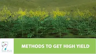 METHODS TO GET HIGH YIELD