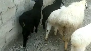 ЭГИЗЧИ  КУЙЛАР  КЕЛДИ  ШОШИЛИНГ 4  ДАН Т,990828479