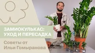 Замиокулькас: уход и правильная пересадка | Советы от Ильи Гомыранова