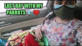 What happened to my Parrots??🥺 Anukriti sharma parrots released 💕 #talkingparrots #animallovers