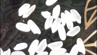 Как проверить рис на качество