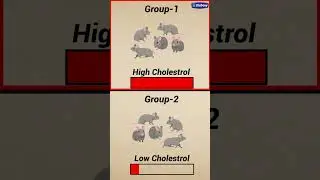 Cholesterol Is Good Or Bad | Diabexy