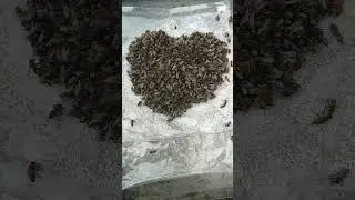 Сердце улья 