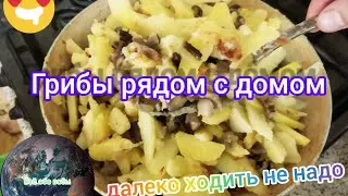 За грибами далеко ходить не надо они растут рядом с домом.