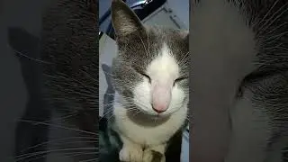 Vida diaria do gato no seu dia dia