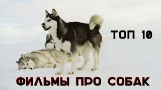 10 лучших фильмов про собак