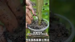 Вырастил дерево из яблока! 🌳😁👍