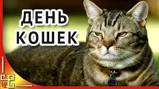 1 марта ДЕНЬ КОШЕК и котов. Забавные кошки