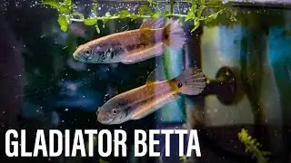 Unboxing Gladiator Betta - from Priscilla MK