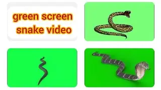 green screen snake video