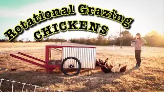 HOW TO FERTILIZE PASTURE WITHOUT CHEMICALS | Rotational Grazing Chickens | NATURAL NITROGEN SOURCE