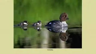 Размножение и развитие птиц