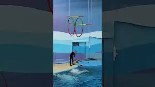 дельфинарий в Сочи снимает стресс