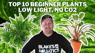 10 Great Low Light No CO2 Plants for Beginners