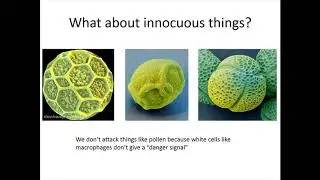 Autoimmunity & Immunodeficiency - What's the Relationship?