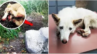 Хаски нашли в куриной клетке на дороге! Похоже, она прожила в ней всю жизнь…