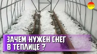 Зачем дачники кидают снег в теплицу?