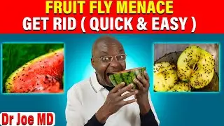 How to Eliminate Fruit Flies Fast and Easily