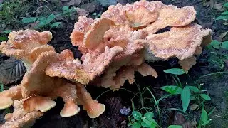 В лісі! Трутовик сірчано-жовтий (Laetiporus sulphureus)