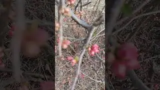 Бутоны у хеномелеса 