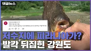 [댓글뉴스] 저수지 물 다 뺀 후에야 끝…피라니아 소탕 작전