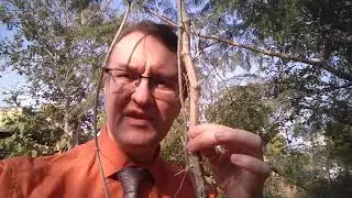 Гудучи в природе и что такое Гилой саттва