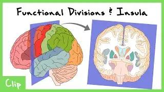 Functional Units Of The Brain Explained (Insula, Sensory, Motor & Association Cortices) | Clip