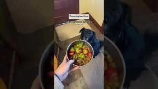 Feeding my dog food waste to save the planet pt ??