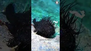 Hairy Frogfish 🐟 The Furry Creature of the Sea!