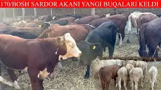 SARDOR AKANI 170/BOSH O’TA UDAR BUQALARI YETIB KELDI BUQALARNI SIFATI JUDAHAM ZO’R EKAN
