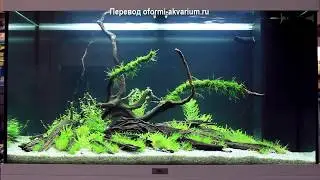 Декорирование аквариума на 140 л. в стиле Бансай