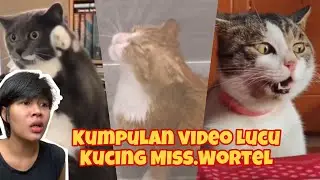 RIBET X YA PUNYA KUCING SEBANYAK INII!!!!