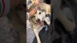 Как очистить мебель от шерсти животных! 