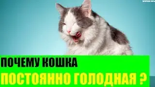 Почему кошка постоянно голодная?