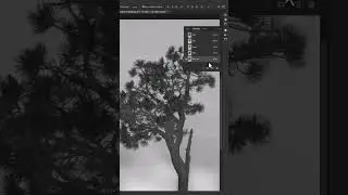 How to remove tree background in photoshop